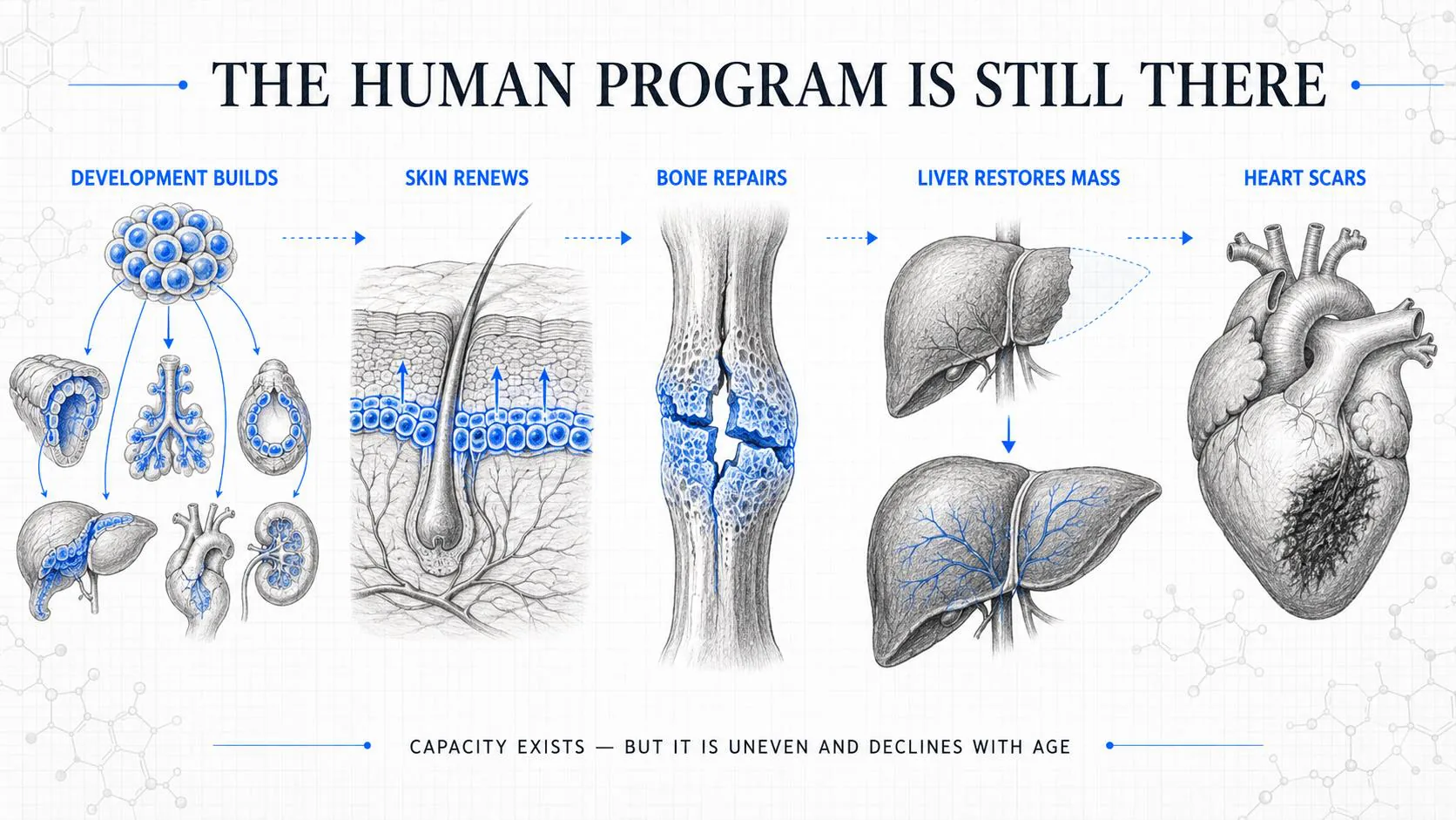 Deck illustration: development builds organs, skin renews, bone repairs, liver restores mass, heart scars