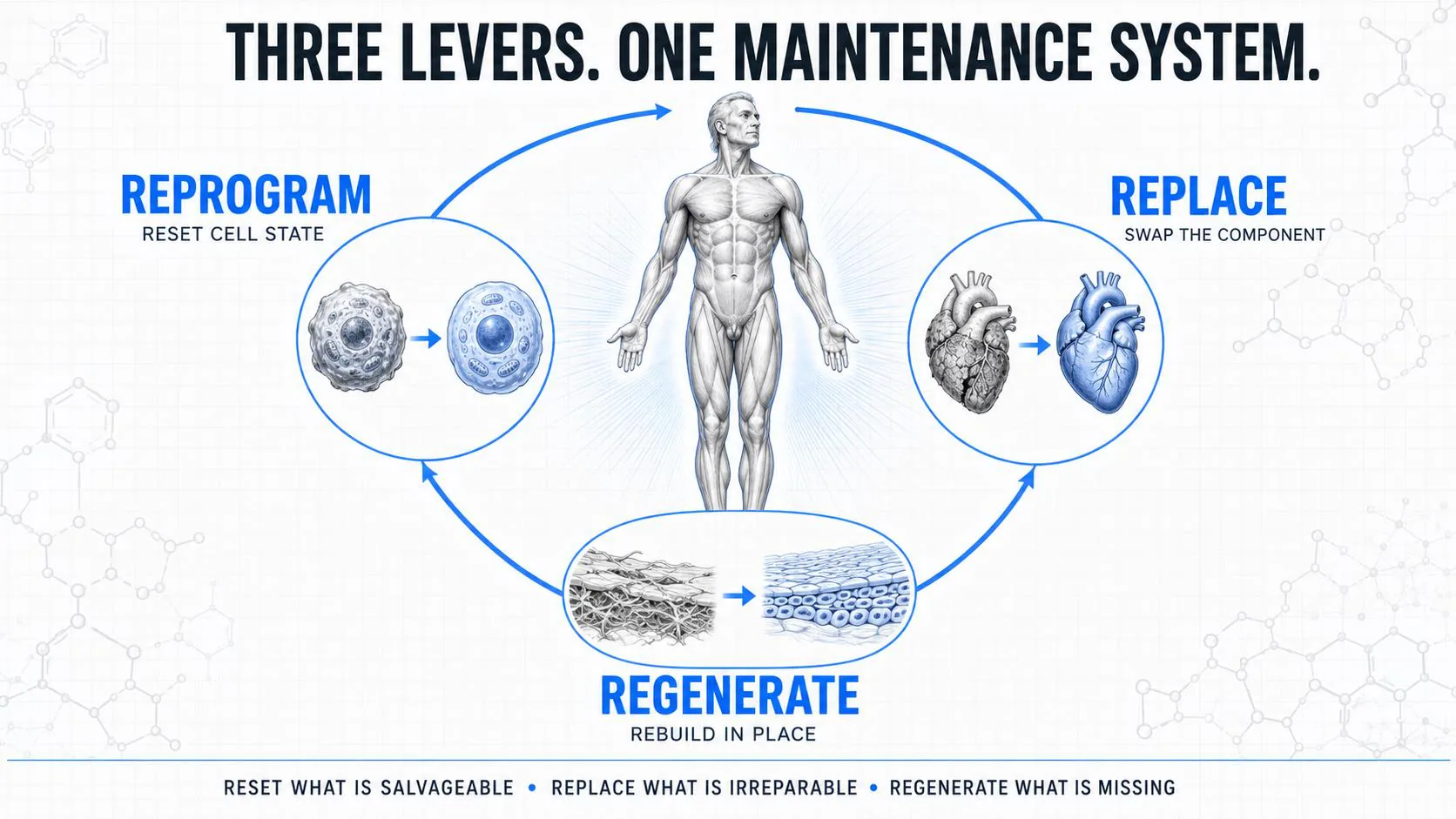 Deck illustration: a human figure in the center with three circled levers around it. Reprogram, an old cell becoming a young cell. Replace, a worn heart swapped for a new one. Regenerate, scar tissue rebuilt into healthy tissue.