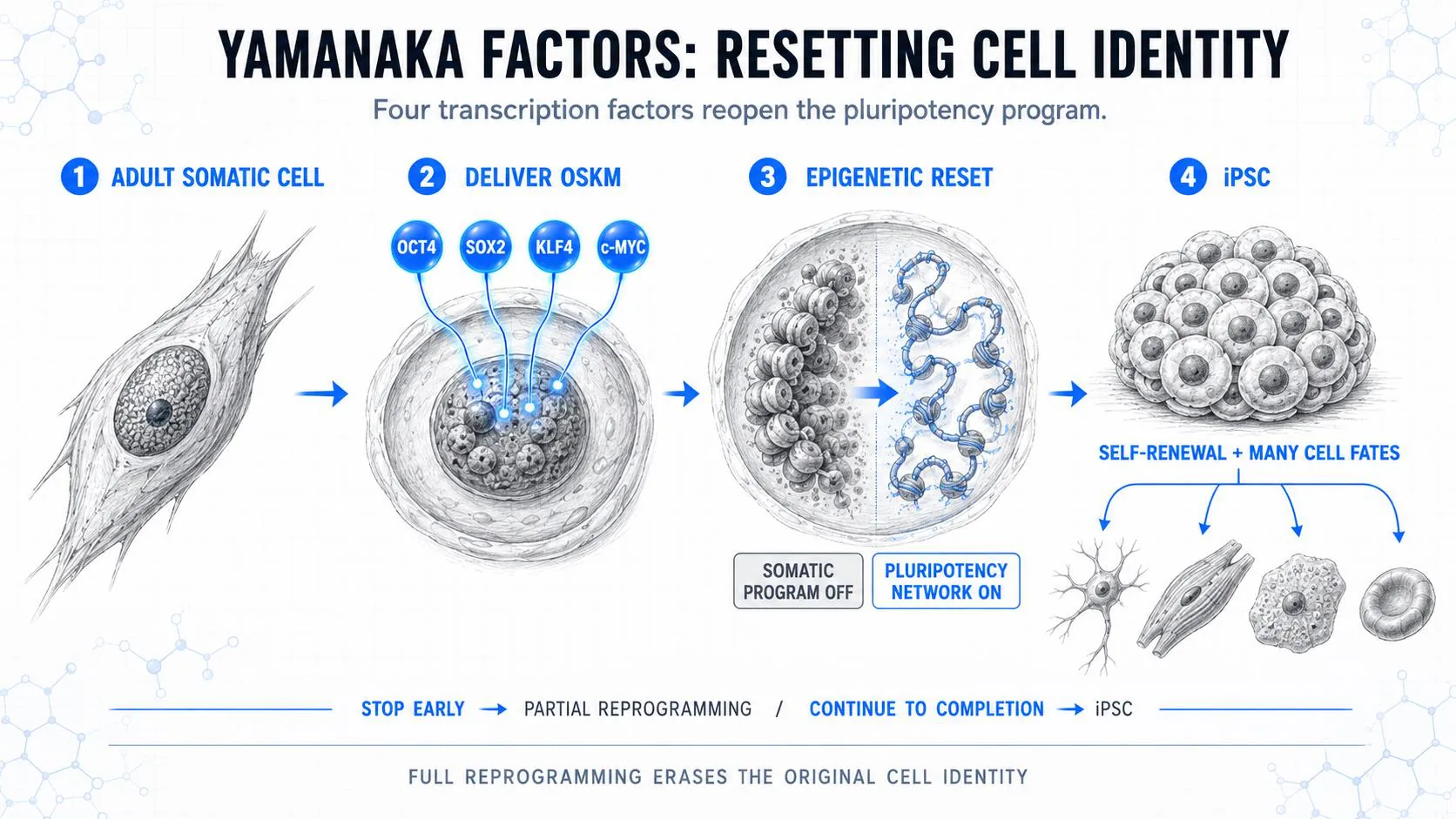 Deck illustration of the four steps: adult somatic cell, deliver OSKM, epigenetic reset, iPSC with many cell fates